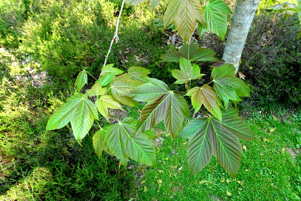 Acer sterculiaceum - Sheffield Park and Garden - East Sussex, England - DSC05498
