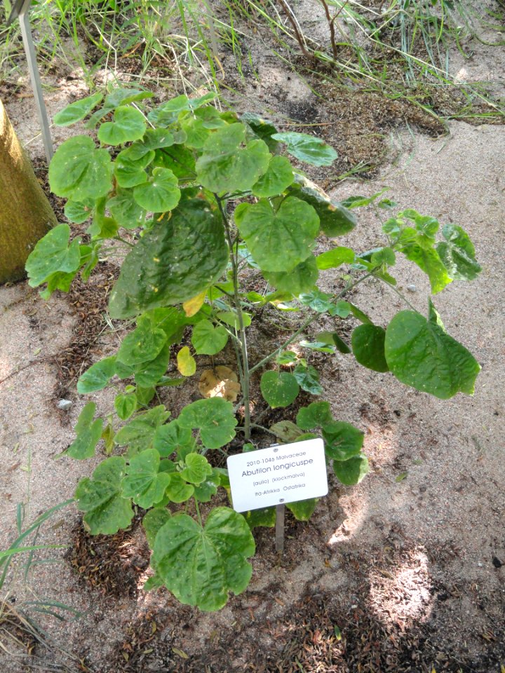Abutilon longicuspe - Botanical Garden in Kaisaniemi, Helsinki - DSC03683