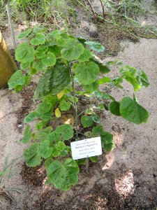 Abutilon longicuspe - Botanical Garden in Kaisaniemi, Helsinki - DSC03683