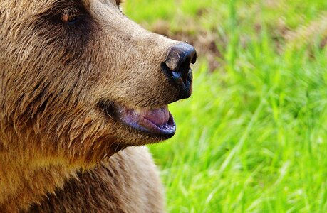 Dangerous animal world fur