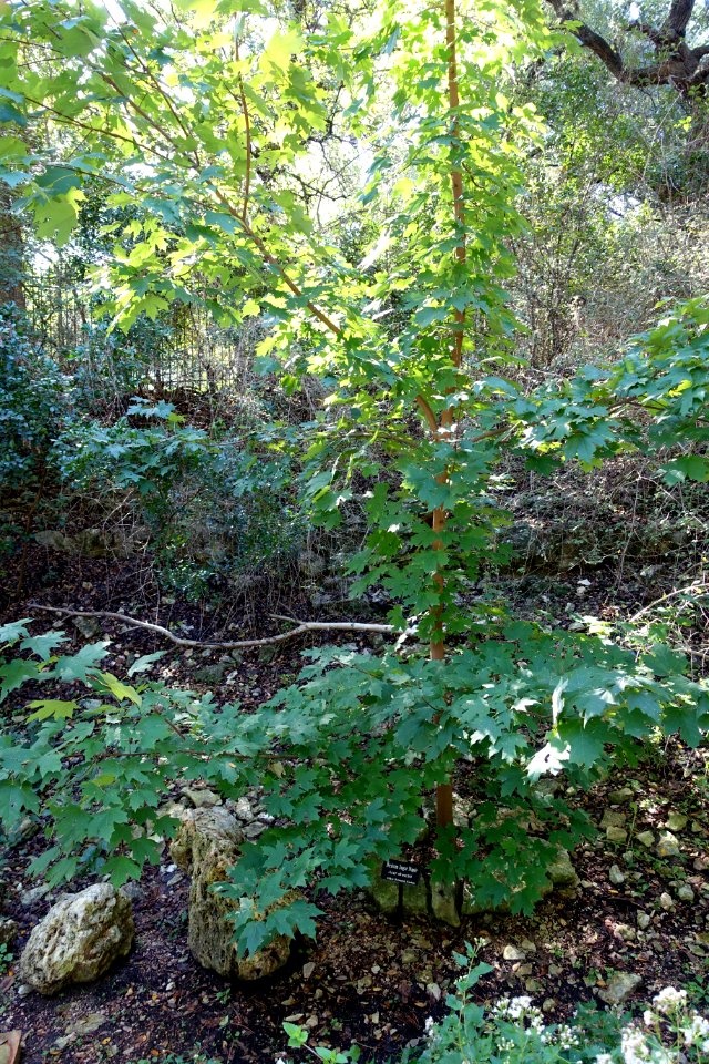 Acer saccharum subsp. skutchii (Acer skutchii) - Zilker Botanical Garden - Austin, Texas - DSC08927