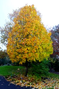 Acer saccharum 'Barrett Cole' - Oregon Garden - Silverton, Oregon - DSC00195