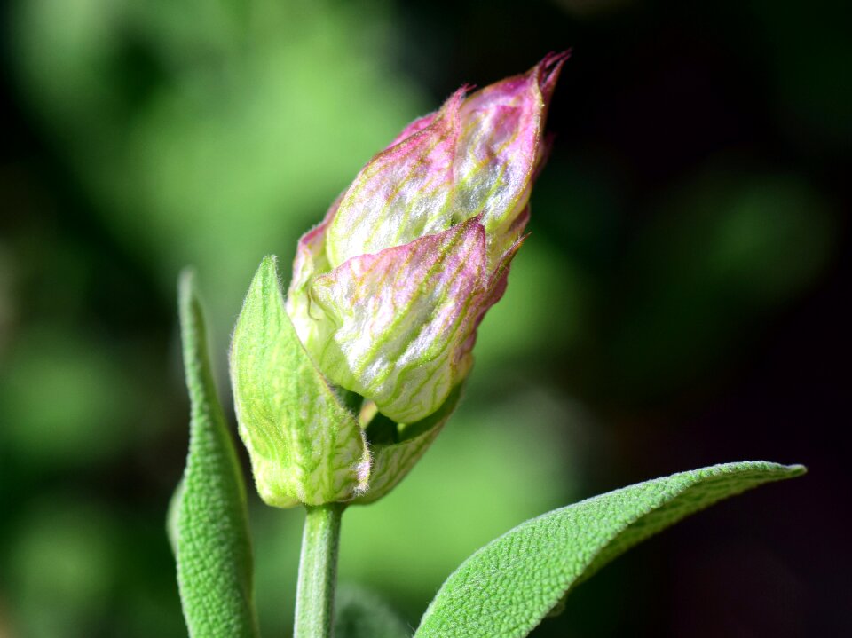 Purple medicinal herb flowers