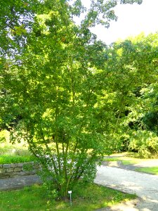 Acer tataricum - Botanischer Garten, Frankfurt am Main - DSC03248