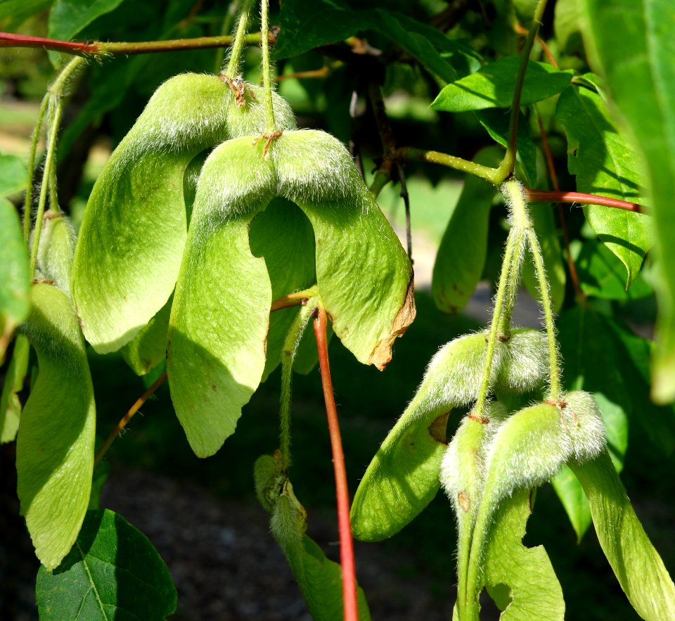 Acer triflorum - Mount Airy Arboretum - DSC03856