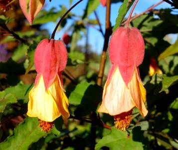 Abutilon megapotamicum - Mendocino Coast Botanical Gardens - DSC02279