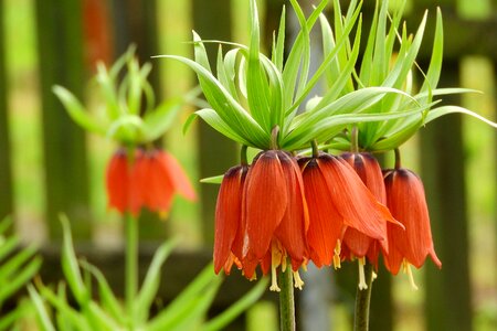 Orange flowers orange flower blooming lilies photo