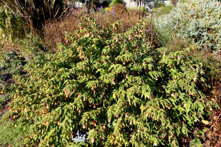 Abutilon megapotamicum - Mendocino Coast Botanical Gardens - DSC02278
