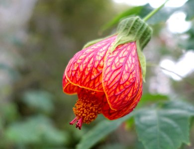 Abutilon pictum - McKee Botanical Garden - Vero Beach, Florida - DSC03043