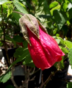 Abutilon × hybridum 'Red Monarch'