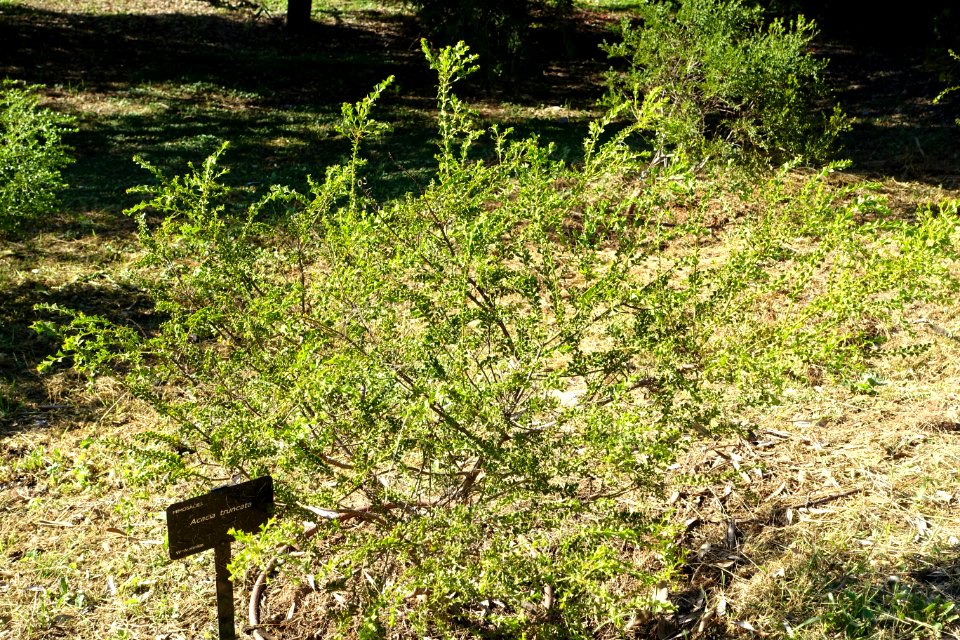Acacia truncata - Jardín Botánico de Barcelona - Barcelona, Spain - DSC09341