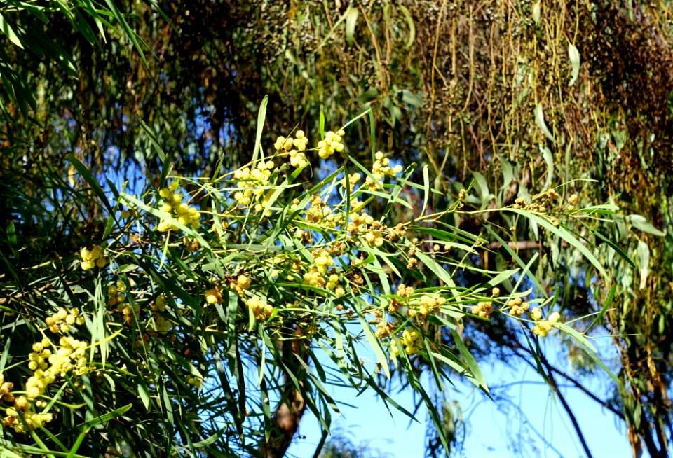 Acacia retinodes - Jardín Botánico de Barcelona - Barcelona, Spain - DSC08958