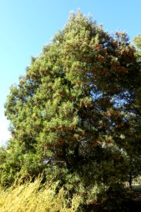 Acacia melanoxylon - Jardín Botánico de Barcelona - Barcelona, Spain - DSC08999