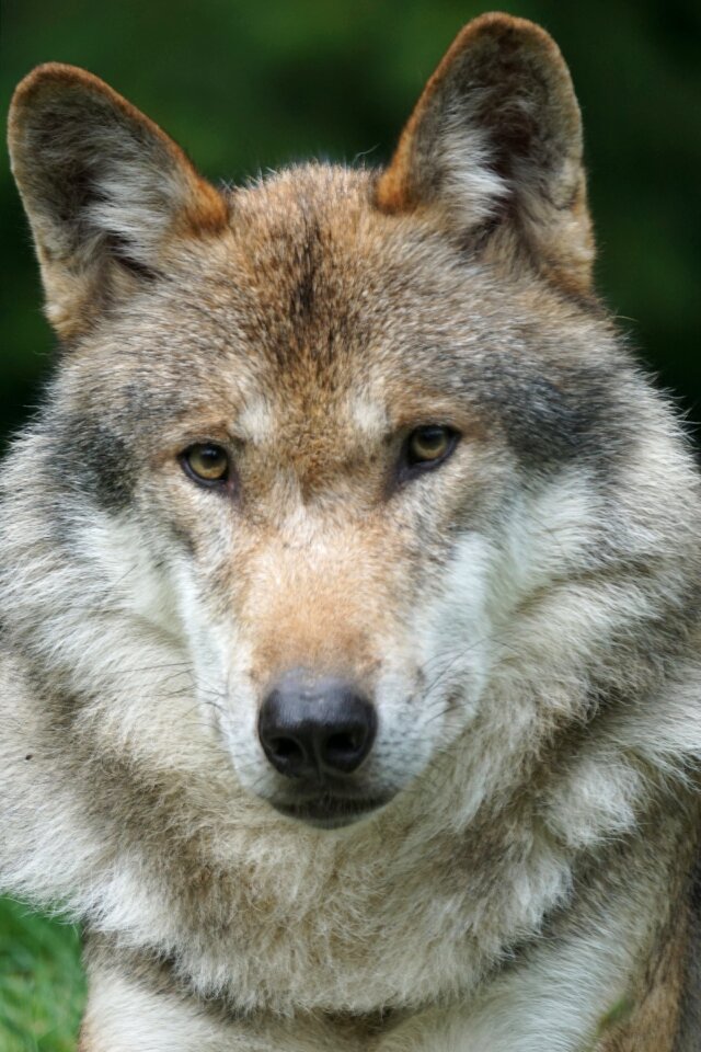 Dormant attention carnivores