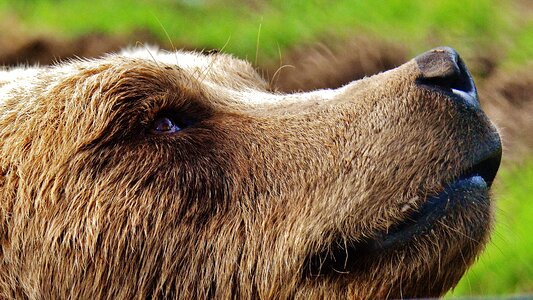 Dangerous animal world fur
