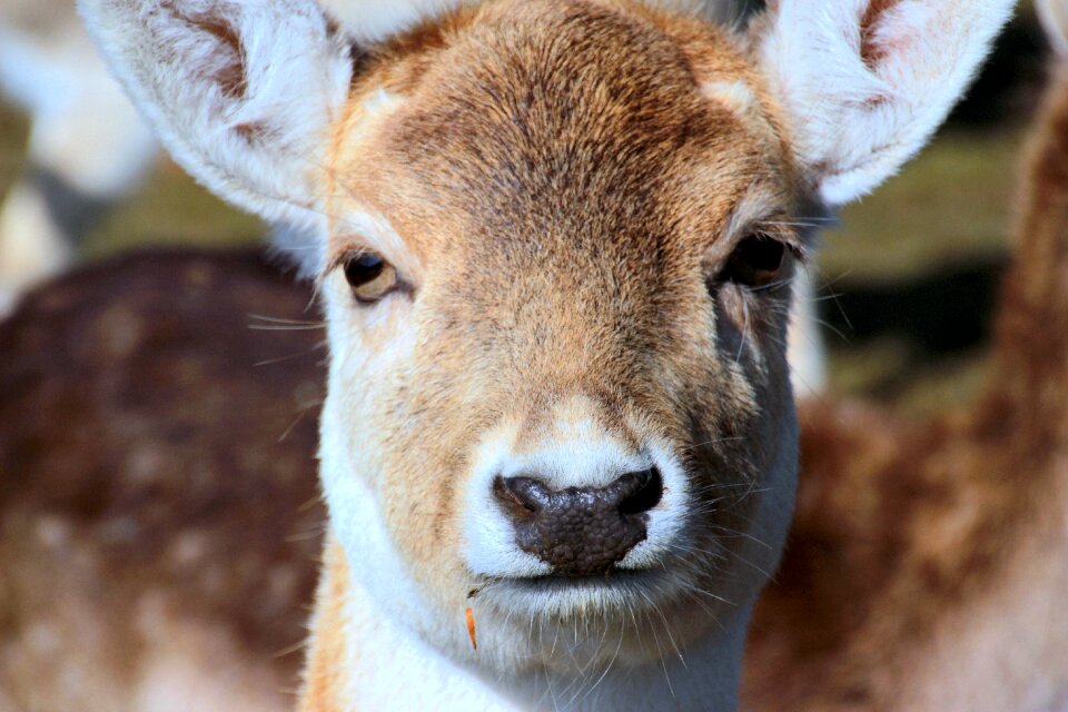 Calf face fallow deer