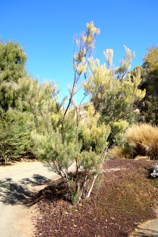 Acacia boormanii - Leaning Pine Arboretum - DSC05493
