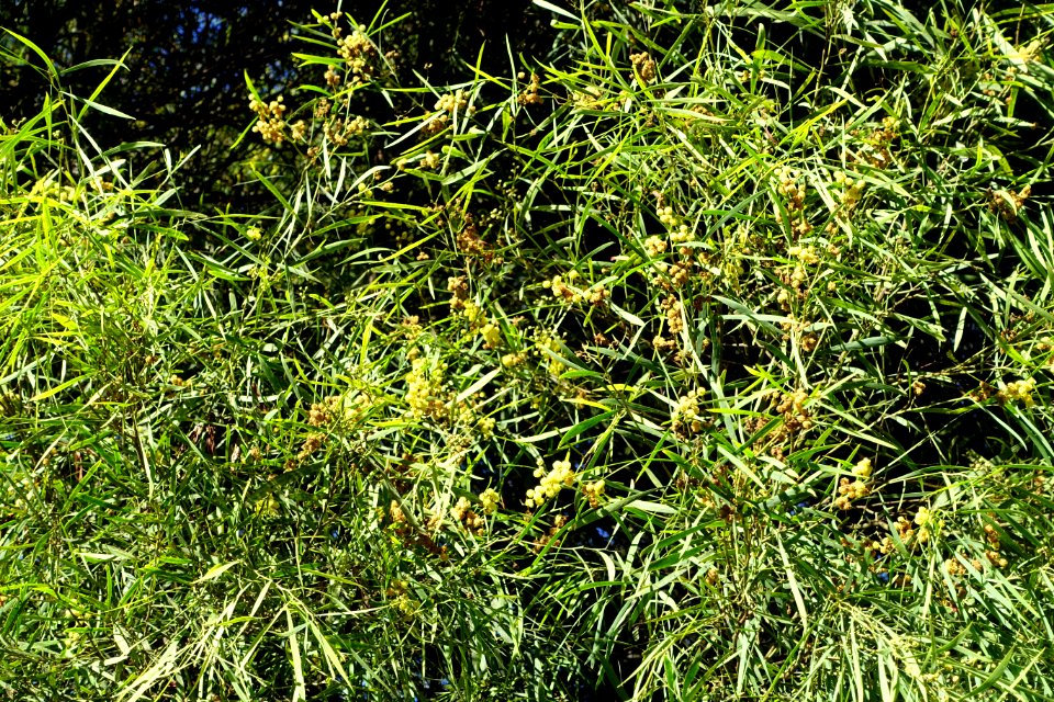 Acacia retinodes - Jardín Botánico de Barcelona - Barcelona, Spain - DSC08957