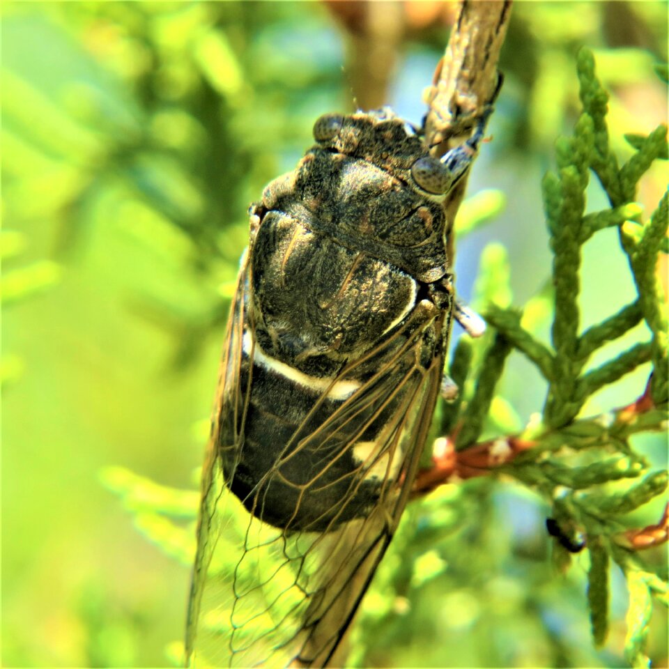Cicada hiking nature