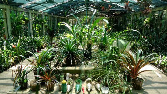 A-Bromeliario-JBC