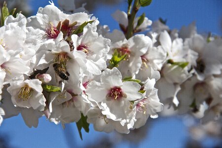 Almond flower almond flowers flowering photo