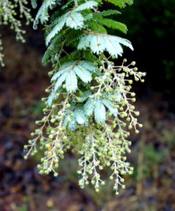 Acacia baileyana - UC Santa Cruz Arboretum - DSC07463