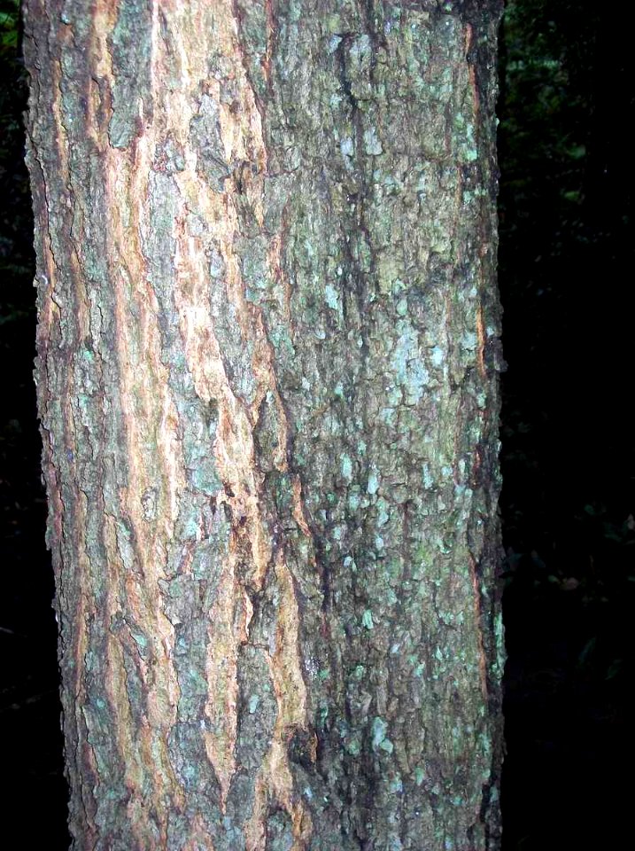 Acacia elata - Springwood