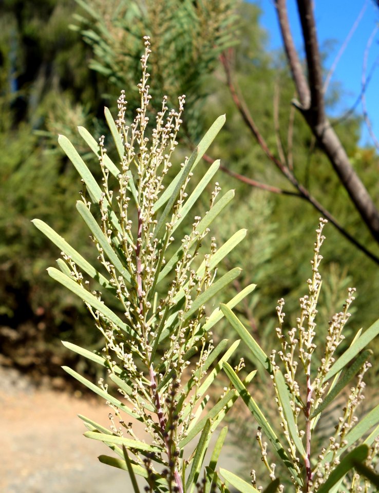 Acacia boormanii - Leaning Pine Arboretum - DSC05495
