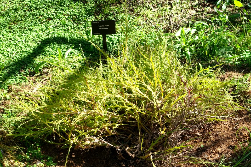 Acacia alata - Jardín Botánico de Barcelona - Barcelona, Spain - DSC08966