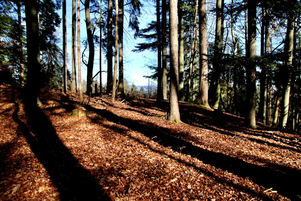 Abschnittsbefestigung Schrallenwald plateau oben