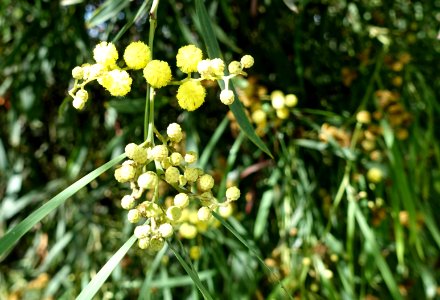 Acacia retinodes - Jardín Botánico de Barcelona - Barcelona, Spain - DSC08953