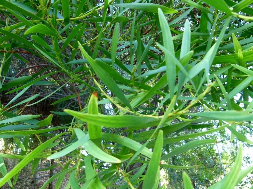 Acacia longifolia close up