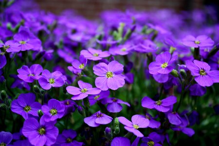 Close up purple flower flower purple