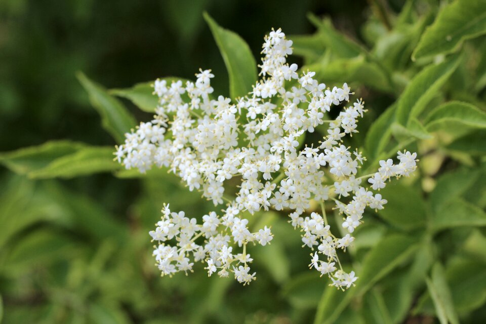 Elder petals elderflower