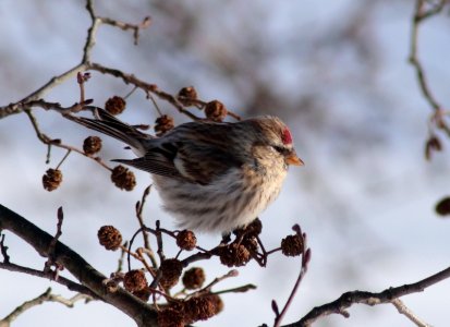 Acanthis flammea Oulu 20180224 01