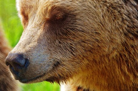 Dangerous animal world fur
