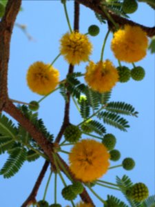 Acacia farnesiana, (Needle Bush), Skala Kalloni, Lesbos, Greece
