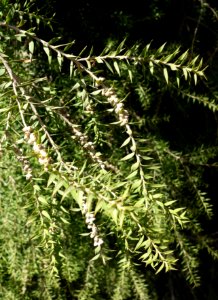 Acacia boormanii - Leaning Pine Arboretum - DSC05498