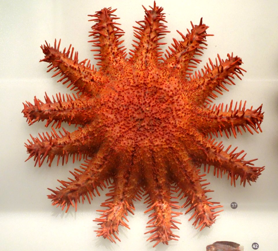 Acanthaster brevispinus - National Museum of Nature and Science, Tokyo - DSC07041