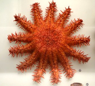 Acanthaster brevispinus - National Museum of Nature and Science, Tokyo - DSC07041