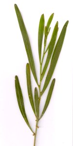 Acacia stricta Elvina Bay