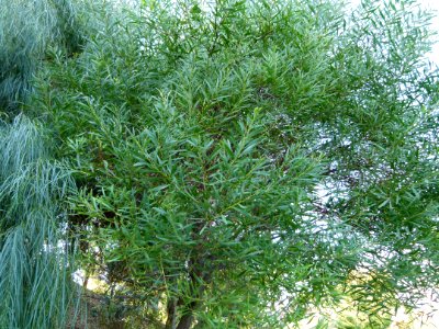 Acacia longifolia