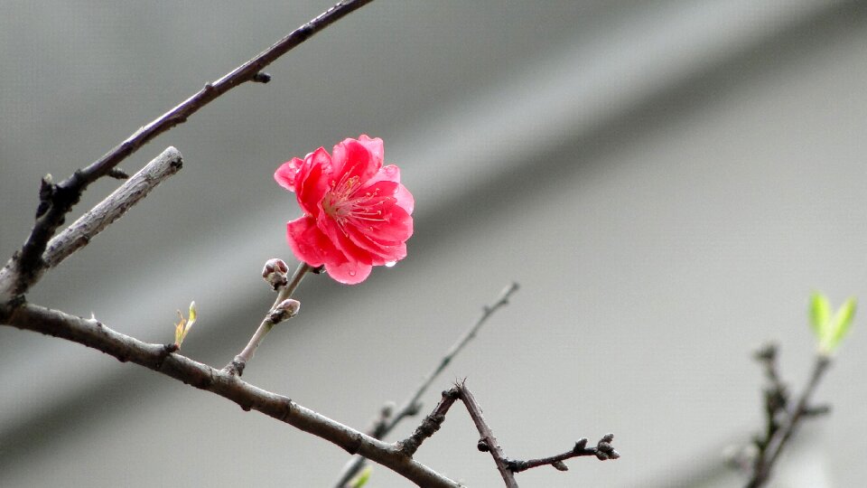 Peach blossom spring spring dance