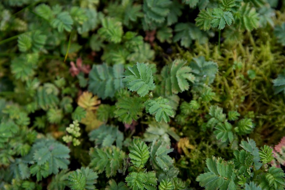 Acaena magellanica at the Sub Antarctic Plant House, Royal Tasmanian Botanical Gardens 04