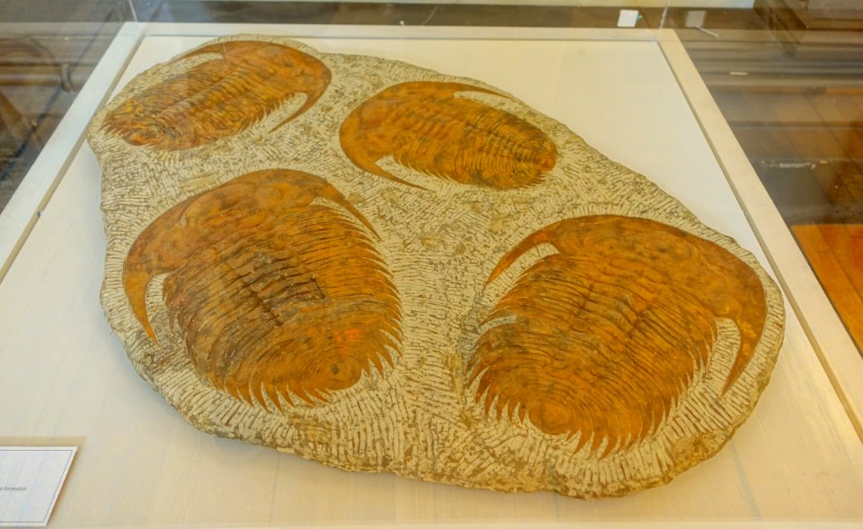 Acadoparadoxides briareus, Jbel Wawrmast formation, Middle Cambrian, 500 million years old - Redpath Museum - McGill University - Montreal, Canada - DSC07872