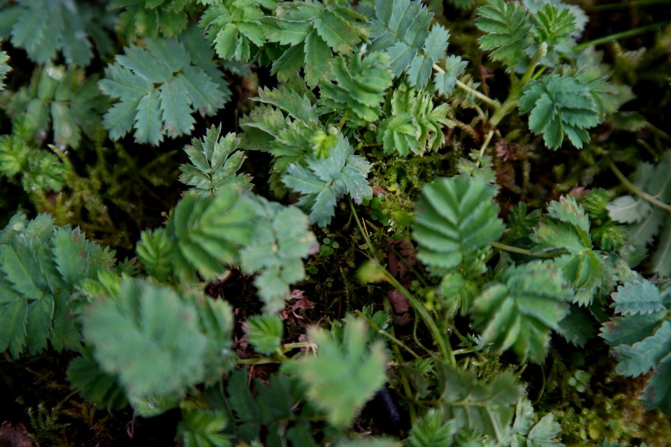 Acaena magellanica at the Sub Antarctic Plant House, Royal Tasmanian Botanical Gardens 02