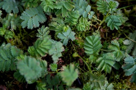 Acaena magellanica at the Sub Antarctic Plant House, Royal Tasmanian Botanical Gardens 02