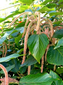 Acalypha hispida - Naples Botanical Garden - Naples, Florida - DSC09613
