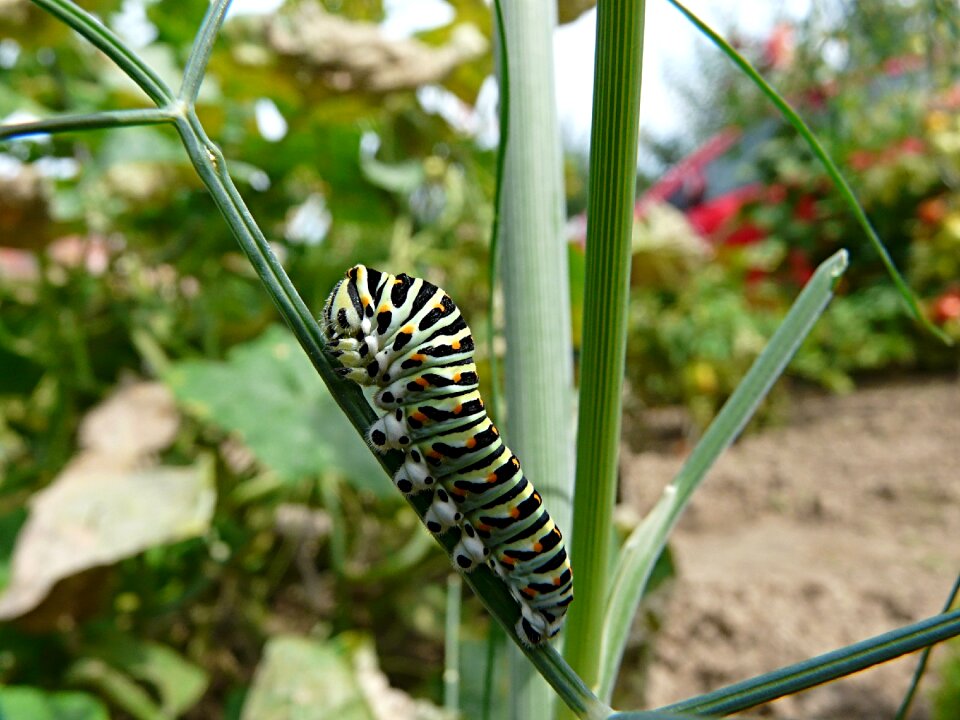 Close up caterpillar dill