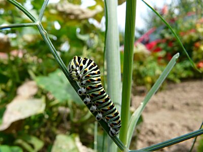 Close up caterpillar dill
